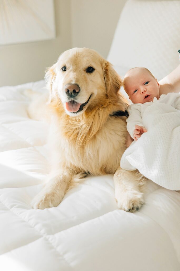 Newborn photos with dog