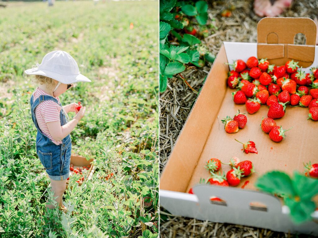 Berry picking in MN
